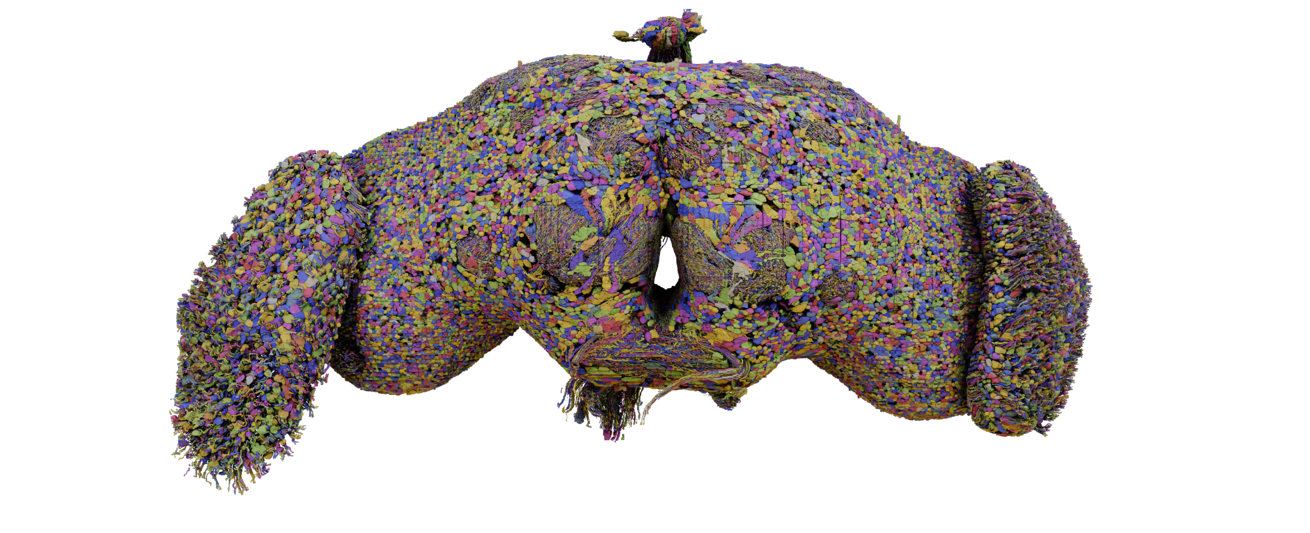 Drosophila Brain