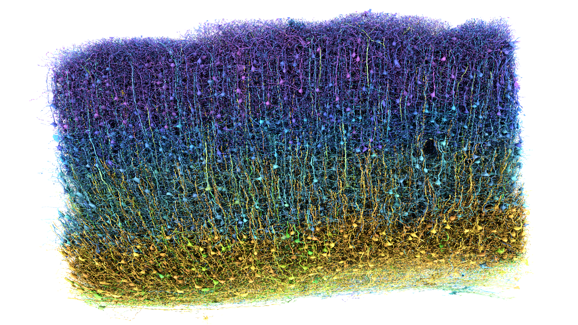 Advanced neural circuit visualization showing layered brain connectivity patterns