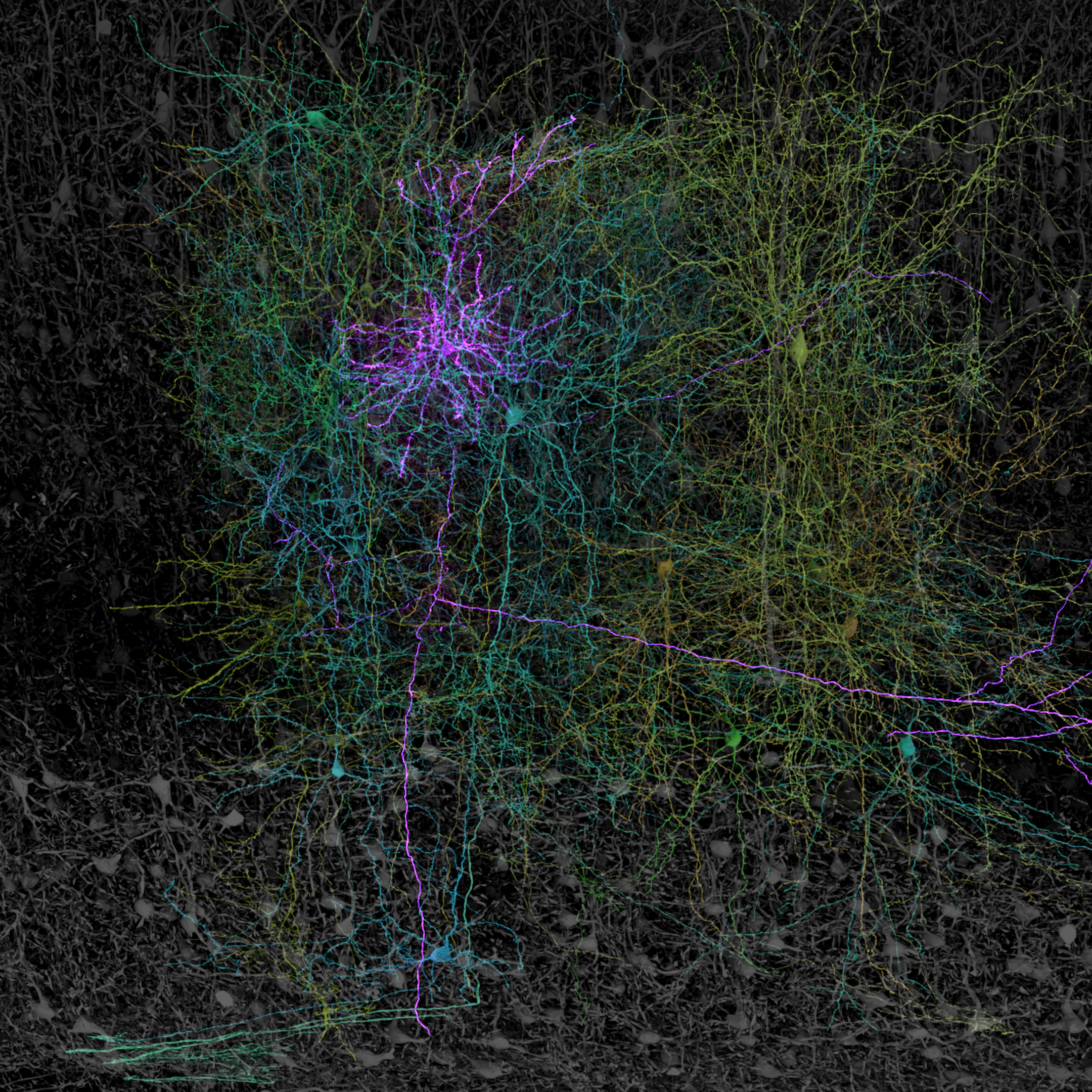 Visualization of neuronal circuit mapping and analysis